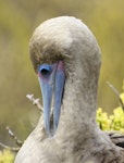 Red-footed booby. Intermediate morph adult preening. Tower Island, Galapagos Islands, August 2016. Image © Rebecca Bowater by Rebecca Bowater FPSNZ AFIAP.