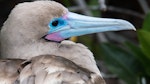 Red-footed booby. Head of adult (brown morph). Darwin Bay Beach, Genovesa, Galapagos Islands, June 2014. Image © Judi Lapsley Miller by Judi Lapsley Miller.