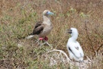 Red-footed booby. Adult intermediate morph at nest with large chick. Raine Island, Queensland, Australia, September 2014. Image © David Stewart by David Stewart.