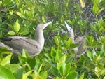 Red-footed booby. Brown morph adults displaying (sky-pointing). Genovese Island, Galapagos Islands, November 2005. Image © Suzi Phillips by Suzi Phillips.