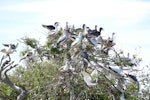 Red-footed booby. Roosting flock with adults in a wide range of plumages. Cosmoledo Atoll, Seychelles, December 2015. Image © Tony Crocker by Tony Crocker.