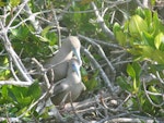 Red-footed booby. Brown morph adults mating. Genovese Island, Galapagos Islands, November 2005. Image © Suzi Phillips by Suzi Phillips.