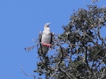 Red-footed booby. Intermediate morph adult roosting. Napier Islet, Kermadec Islands, April 2016. Image © Robert Atkinson by Robert Atkinson.