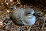 Herald petrel. Adult on nest. Foothills of the Poumaka, Ua Pou Island, Marquesas archipelago, French Polynesia, June 2013. Image © Fred Jacq by Fred Jacq.