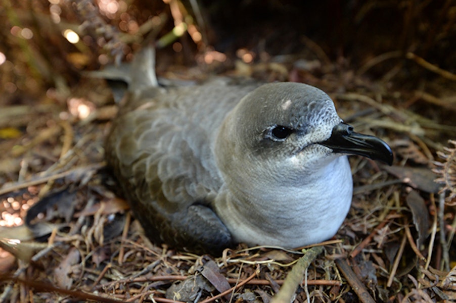 Herald petrel. Adult on nest. Foothills of the Poumaka, Ua Pou Island, Marquesas archipelago, French Polynesia, June 2013. Image © Fred Jacq by Fred Jacq.