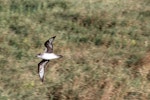 Herald petrel. Adult flying over island. Raine Island, Queensland, Australia, September 2014. Image © David Stewart by David Stewart.