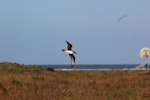 Herald petrel. Adult flying above island. Raine Island, Queensland, Australia, September 2014. Image © David Stewart by David Stewart.