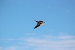 Herald petrel. Adult flying above island. Raine Island, Queensland, Australia, September 2014. Image © David Stewart by David Stewart.