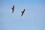 Herald petrel. Adults flying above island. Raine Island, Queensland, Australia, September 2014. Image © David Stewart by David Stewart.