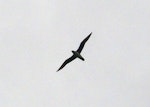 Herald petrel. Adult flying over land. Maungatea Bluff, Rarotonga, August 2010. Image © Alan Tennyson by Alan Tennyson.