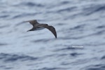 Herald petrel. Intermediate morph adult in flight (first New Zealand record). Herald Islets, Kermadec Islands, March 2016. Image © Steve Wood by Steve Wood.