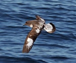 Cape petrel | Karetai hurukoko. Dorsal flight view of adult Snares Cape petrel. Wanganui, August 2009. Image © Duncan Watson by Duncan Watson.