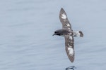 Cape petrel | Karetai hurukoko. Adult in flight. Snares Islands, January 2016. Image © Tony Whitehead by Tony Whitehead.