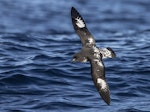 Cape petrel | Karetai hurukoko. Snares subspecies. At sea off Moeraki, June 2022. Image © Oscar Thomas by Oscar Thomas.