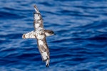 Cape petrel | Karetai hurukoko. Moulting adult in flight, dorsal view. Southern Ocean, January 2018. Image © Mark Lethlean by Mark Lethlean.