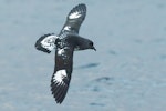 Cape petrel | Karetai hurukoko. Adult in flight (Snares subspecies), dorsal view. Offshore Kaikoura, April 2019. Image © Rob Lynch by Rob Lynch.