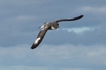 Cape petrel | Karetai hurukoko. Adult in flight. Outer Hawke Bay, June 2016. Image © Les Feasey by Les Feasey.