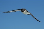 Cape petrel | Karetai hurukoko. Adult in flight. Off Kaikoura, February 2015. Image © Roger Smith by Roger Smith.