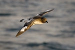 Cape petrel | Karetai hurukoko. Snares adult in flight. Foveaux Strait, June 2006. Image © Craig McKenzie by Craig McKenzie.