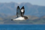 Cape petrel | Karetai hurukoko. Adult in flight showing underwing. Kaikoura pelagic, November 2006. Image © Neil Fitzgerald by Neil Fitzgerald.