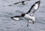 Cape petrel | Karetai hurukoko. Adult about to land on water. Kaikoura pelagic, March 2018. Image © Tim Van Leeuwen by Tim Van Leeuwen.