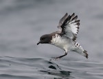 Cape petrel | Karetai hurukoko. Adult landing on water. Kaikoura pelagic, April 2023. Image © Glenn Pure by Glenn Pure.