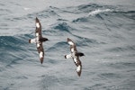 Cape petrel | Karetai hurukoko. Two adults showing different moult stages. At sea south of Auckland Islands, December 2015. Image © Edin Whitehead by Edin Whitehead.