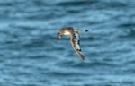 Cape petrel | Karetai hurukoko. Adult ssp. capense with faded and worn plumage. At sea off Otago Peninsula, February 2017. Image © Matthias Dehling by Matthias Dehling.