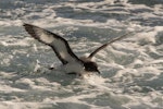 Cape petrel | Karetai hurukoko. Adult taking off from water. Off Pitt Island, Chatham Islands, November 2020. Image © James Russell by James Russell.