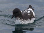 Cape petrel | Karetai hurukoko. Adult on water. Kaikoura pelagic, April 2023. Image © Glenn Pure by Glenn Pure.