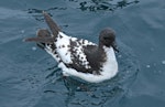 Cape petrel | Karetai hurukoko. Dorsal view of adult on water. Kaikoura pelagic, October 2008. Image © Duncan Watson by Duncan Watson.