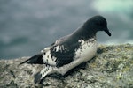 Cape petrel | Karetai hurukoko. Snares adult on rock. Snares Islands. Image © Department of Conservation (image ref: 10048575) by Department of Conservation.