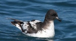 Cape petrel | Karetai hurukoko. Adult on water. Kaikoura pelagic, January 2011. Image © Philip Griffin by Philip Griffin.