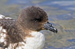 Cape petrel | Karetai hurukoko. Close view of adult head. Mount Maunganui, December 2011. Image © Raewyn Adams by Raewyn Adams.