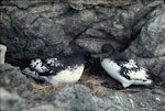 Cape petrel | Karetai hurukoko. Snares pair at nest with chick. Snares Islands, February 1983. Image © Colin Miskelly by Colin Miskelly.