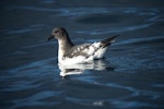 Cape petrel | Karetai hurukoko. Adult at sea. Outer Hawke Bay, June 2016. Image © Les Feasey by Les Feasey.