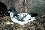 Cape petrel | Karetai hurukoko. Snares adult on nest. North Promontory, Snares Islands, December 1985. Image © Alan Tennyson by Alan Tennyson.