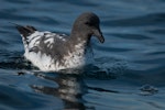 Cape petrel | Karetai hurukoko. Adult swimming on water. At sea off Otago Peninsula, April 2012. Image © Craig McKenzie by Craig McKenzie.