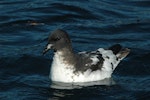 Cape petrel | Karetai hurukoko. Adult swimming. Kaikoura pelagic, February 2010. Image © Sarah Jamieson by Sarah Jamieson.