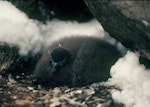 Cape petrel | Karetai hurukoko. Large downy southern chick. Hop Island, Prydz Bay, Antarctica, February 1990. Image © Colin Miskelly by Colin Miskelly.