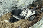 Cape petrel | Karetai hurukoko. Snares adult with downy chick. North Promontory, Snares Islands, December 1985. Image © Alan Tennyson by Alan Tennyson.