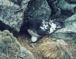 Cape petrel | Karetai hurukoko. Snares adult on nest with egg. Snares Islands. Image © Department of Conservation (image ref: 100) by Department of Conservation.