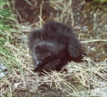 Cape petrel | Karetai hurukoko. Snares downy chick. North Promontory, Snares Islands, January 1985. Image © Colin Miskelly by Colin Miskelly.