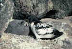 Cape petrel | Karetai hurukoko. Southern adult feeding chick. Hop Island, Prydz Bay, Antarctica, February 1990. Image © Colin Miskelly by Colin Miskelly.