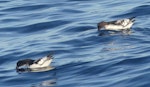 Cape petrel | Karetai hurukoko. Adults feeding. At sea off the Bounty Islands, October 2019. Image © Alan Tennyson by Alan Tennyson.