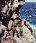 Cape petrel | Karetai hurukoko. Snares adults on breeding site ledge. North Promontory, Snares Islands, December 1984. Image © Colin Miskelly by Colin Miskelly.