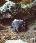 Cape petrel | Karetai hurukoko. Large Snares chick at nest site. North Promontory, Snares Islands, February 1983. Image © Colin Miskelly by Colin Miskelly.