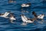 Cape petrel | Karetai hurukoko. Flock feeding on the water. Kaikoura pelagic, November 2006. Image © Neil Fitzgerald by Neil Fitzgerald.