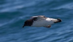 Cape petrel | Karetai hurukoko. Side view of adult in flight. Kaikoura pelagic, November 2011. Image © Sonja Ross by Sonja Ross.