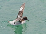 Cape petrel | Karetai hurukoko. Bird showing wing injury consistent with flying into boat rigging. Mount Maunganui, December 2011. Image © Raewyn Adams by Raewyn Adams.